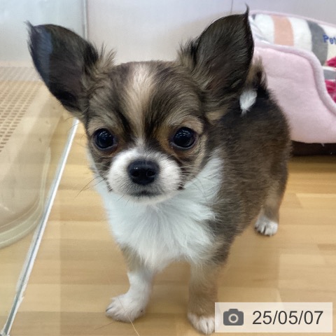 チワワの写真