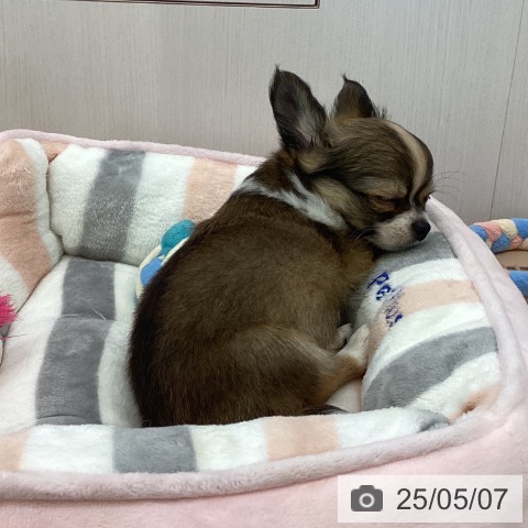 チワワの写真