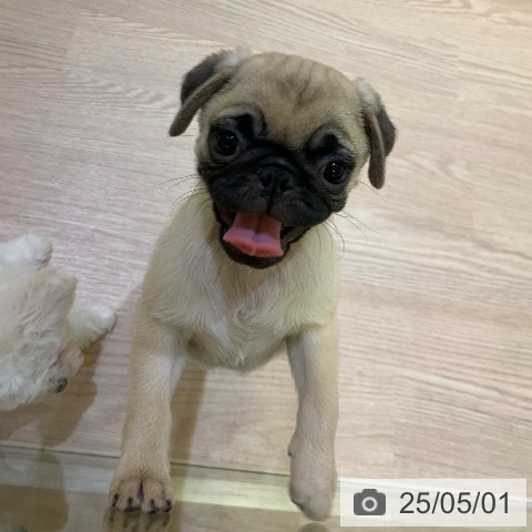 パグの写真