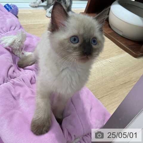 ラグドールの写真