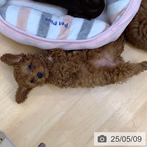 トイ・プードルの写真