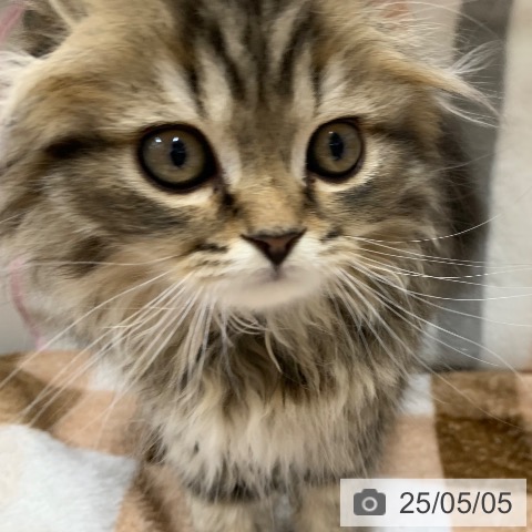 スコティッシュフォールドの写真