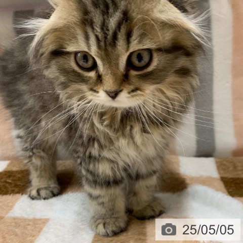 スコティッシュフォールドの写真