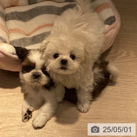 マルチーズの写真