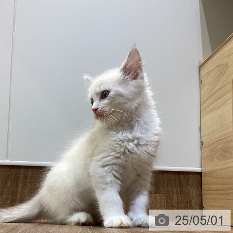 ラグドールの写真