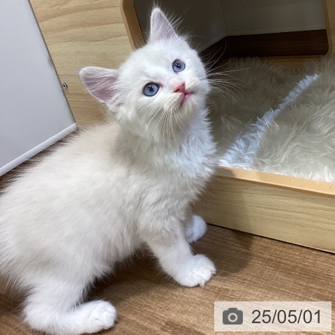 ラグドールの写真