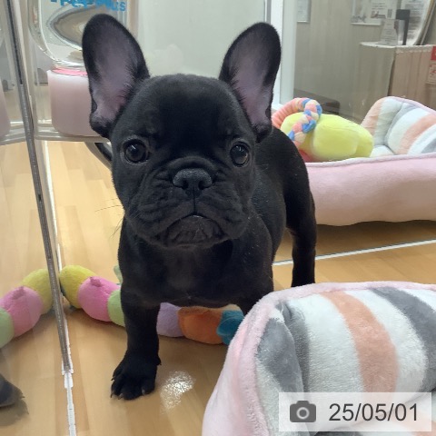 フレンチ・ブルドッグの写真