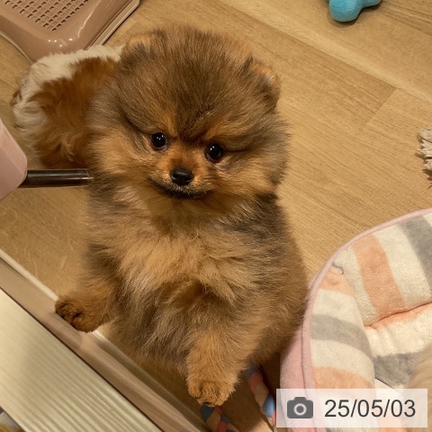 ポメラニアンの写真