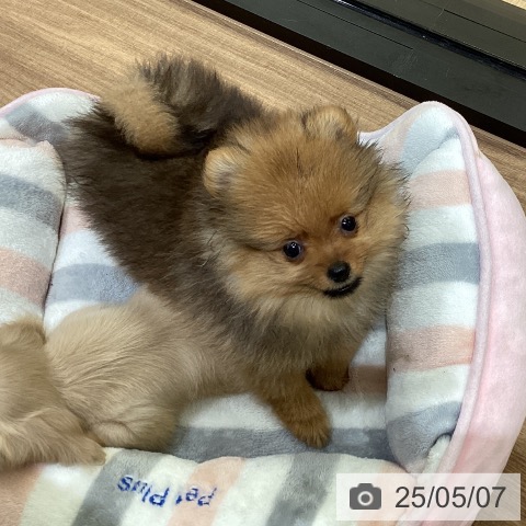 ポメラニアンの写真