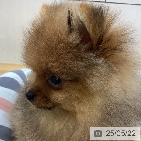 ポメラニアンの写真