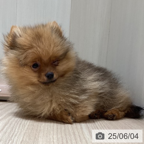 ポメラニアンの写真