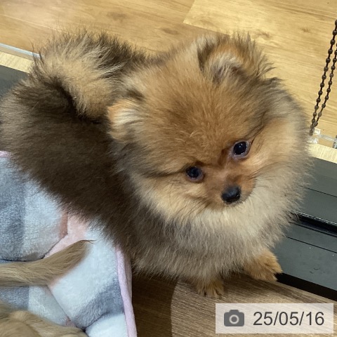 ポメラニアンの写真