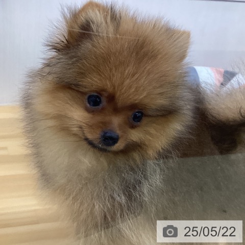 ポメラニアンの写真