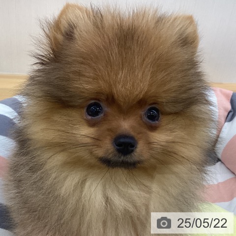 ポメラニアンの写真