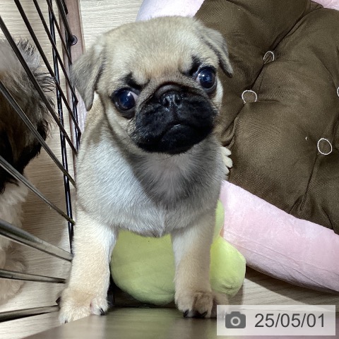 パグの写真