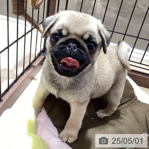 パグの写真