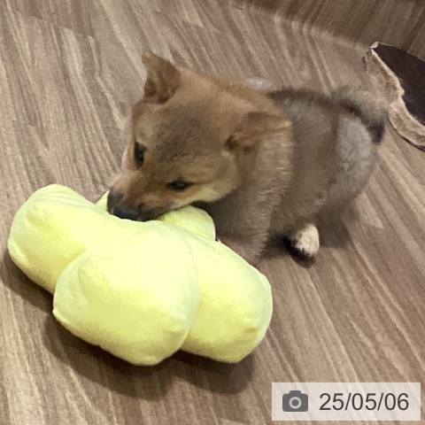 柴の写真