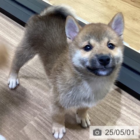 柴の写真