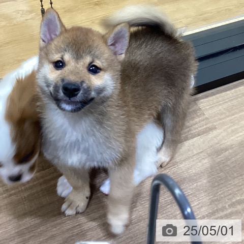 柴の写真
