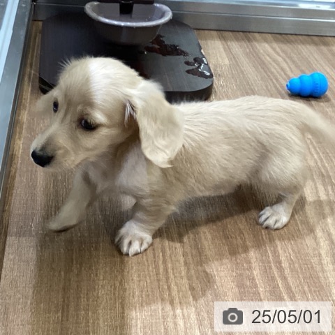ミニチュア・ダックスフンドの写真