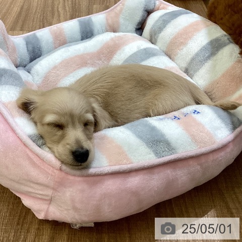 ミニチュア・ダックスフンドの写真