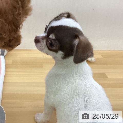 チワワの写真
