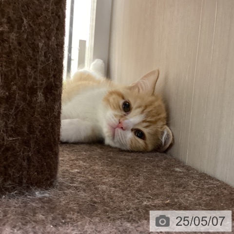 スコティッシュフォールドの写真