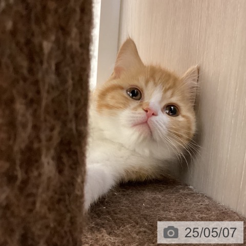 スコティッシュフォールドの写真