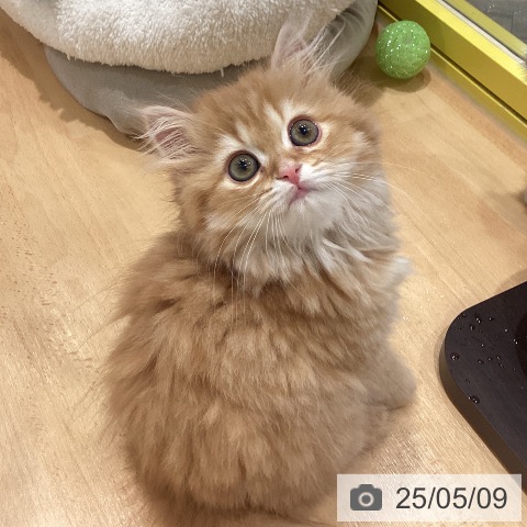 スコティッシュフォールドの写真