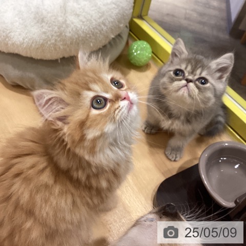 スコティッシュフォールドの写真