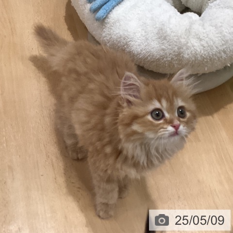スコティッシュフォールドの写真