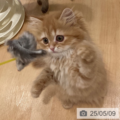 スコティッシュフォールドの写真