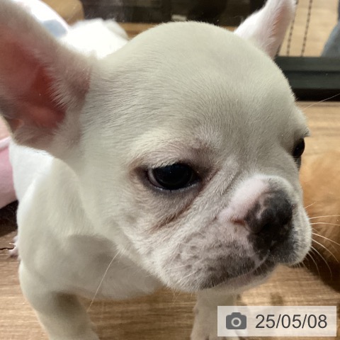 フレンチ・ブルドッグの写真