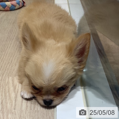 チワワの写真