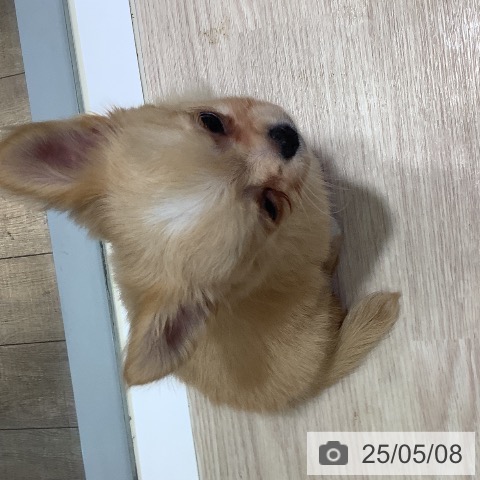 チワワの写真