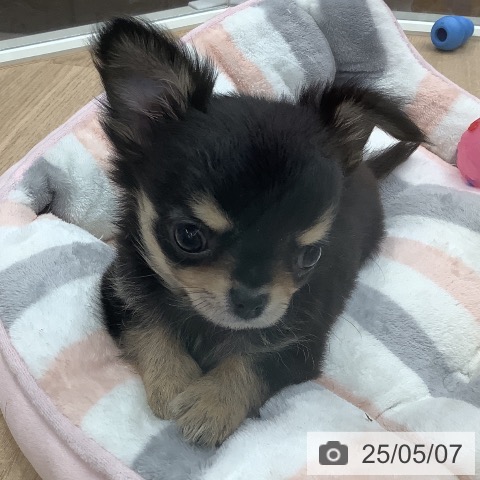 チワワの写真