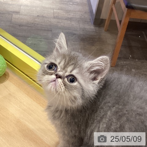 エキゾチック・ショートヘアの写真