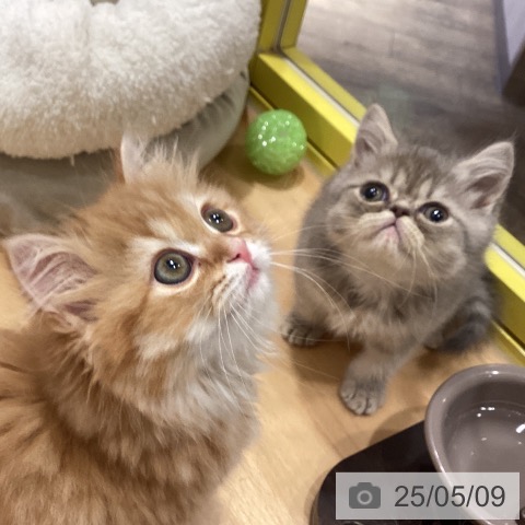 エキゾチック・ショートヘアの写真