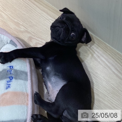 パグの写真
