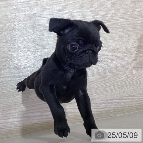 パグの写真