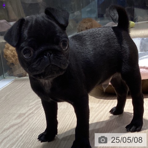 パグの写真