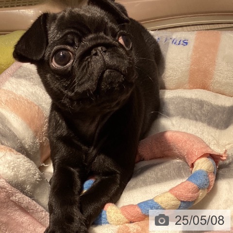 パグの写真