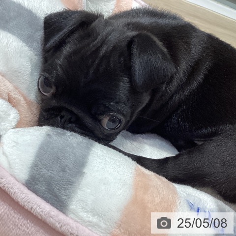 パグの写真