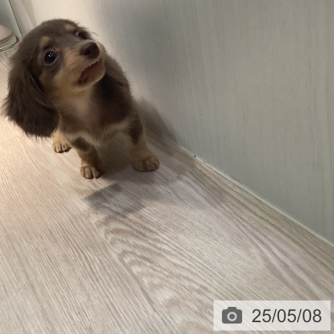 カニーンヘン・ダックスフンドの写真