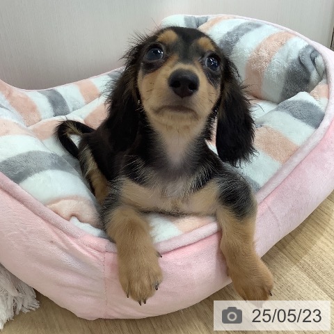 ミニチュア・ダックスフンドの写真