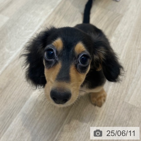 ミニチュア・ダックスフンドの写真