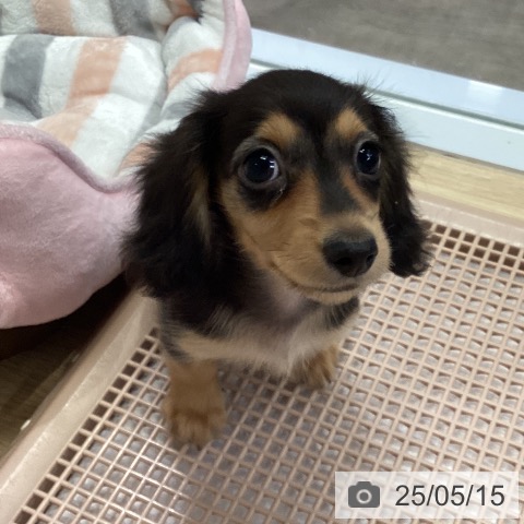 ミニチュア・ダックスフンドの写真