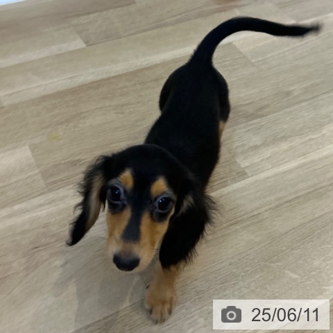 ミニチュア・ダックスフンドの写真