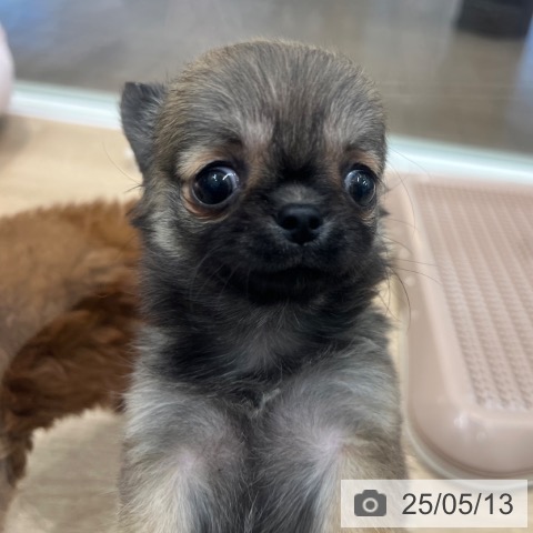 チワワの写真