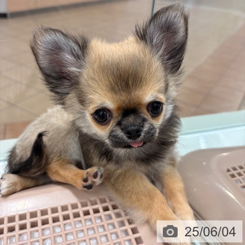 チワワの写真